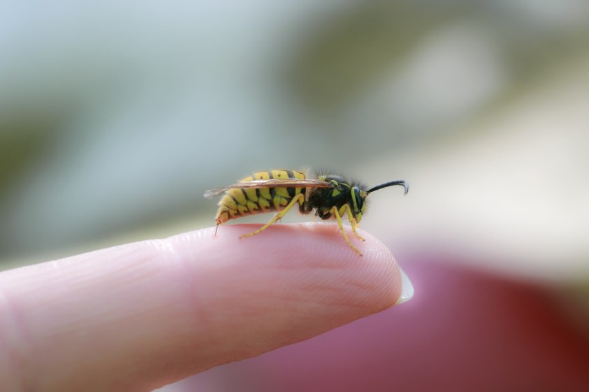 Ukąszenie pszczoły bardzo łatwo rozpoznać, zostawia żądło w...