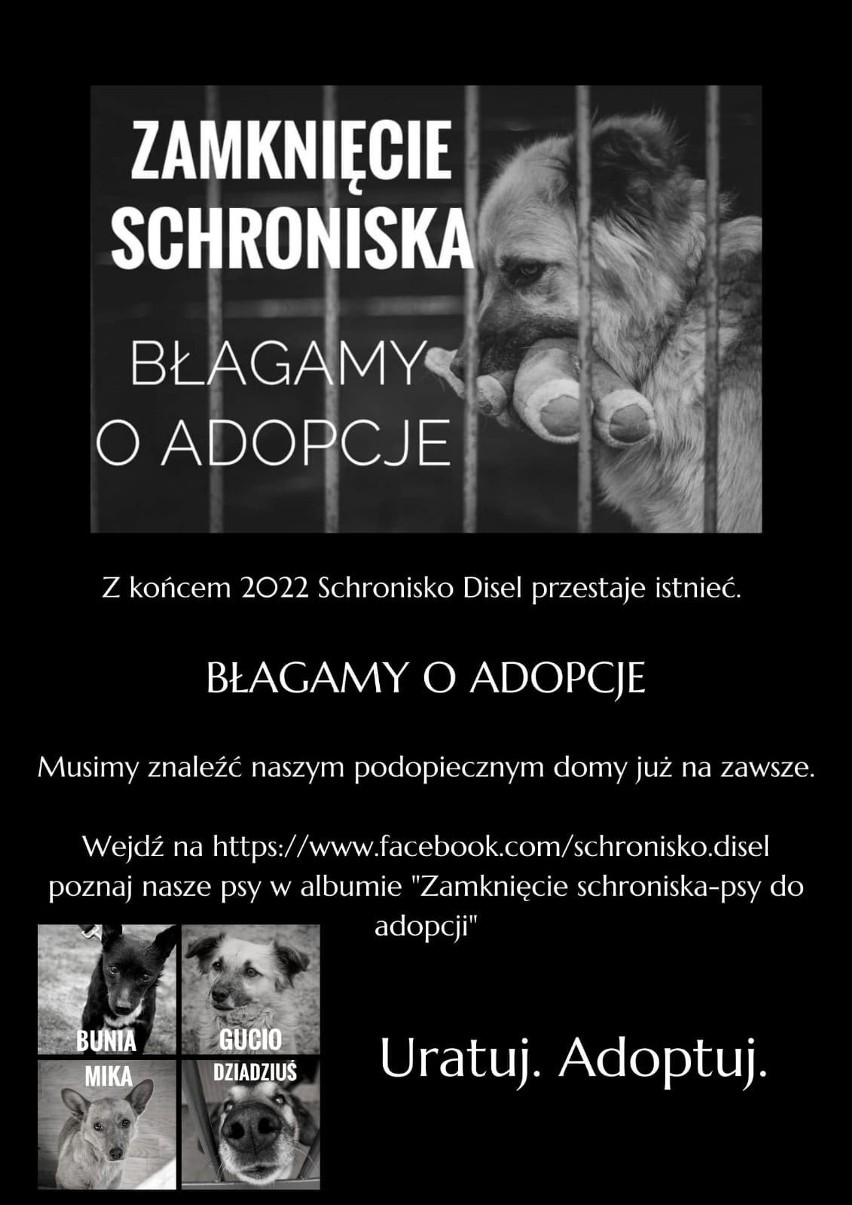 "Nie dajemy rady". Schronisko dla zwierząt z okolic Aleksandrowa Kujawskiego apeluje o pomoc i błaga o adopcje