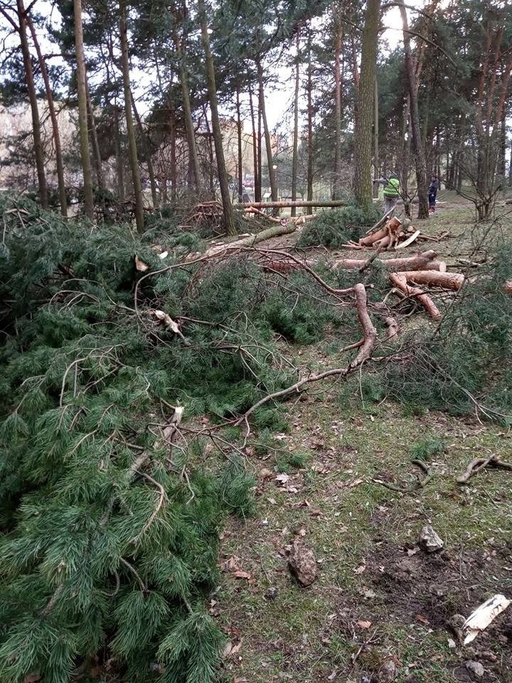 W Dolince w Olkuszu wycięto kilkanaście pięknych, zdrowych drzew. Mieszkańcy są oburzeni