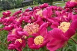 Ogród Zapachów w inowrocławskich Solankach już tonie w kwiatach [zdjęcia]