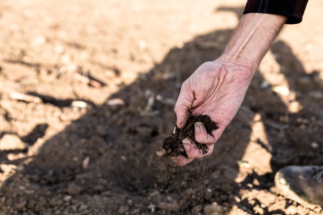 Susza daje się we znaki rolnikom w całym woj. lubelskim, szczególnie  tam gdzie są słabsze gleby