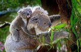 Pożary w Australii. Polskie gwiazdy adoptują koale. Ty też możesz pomóc Australii