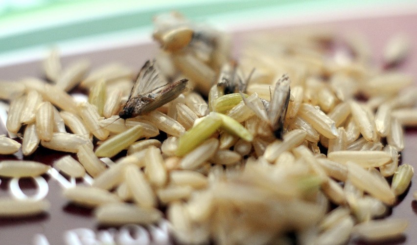 Zakupy w Kauflandzie: robaki i larwy w ryżu. Sanepid szuka winnego [ZDJĘCIA, WIDEO]