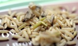 Zakupy w Kauflandzie: robaki i larwy w ryżu. Sanepid szuka winnego [ZDJĘCIA, WIDEO]