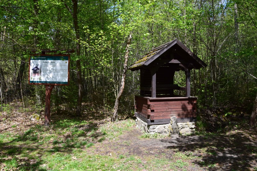 Pomysł na weekend. Park i ogród dendrologiczny w Lipnie. Jak tam dojechać?