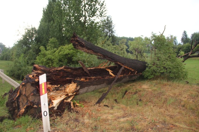 Wiatr był tak silny,  że wyrywał drzewa z korzeniami/