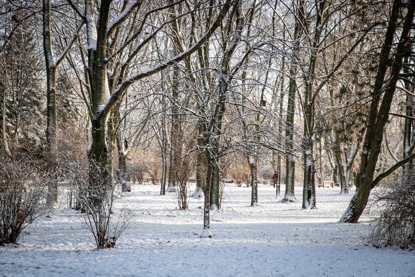 Zima opanowała Białystok. Parki, ulice i drzewa pokryły się...