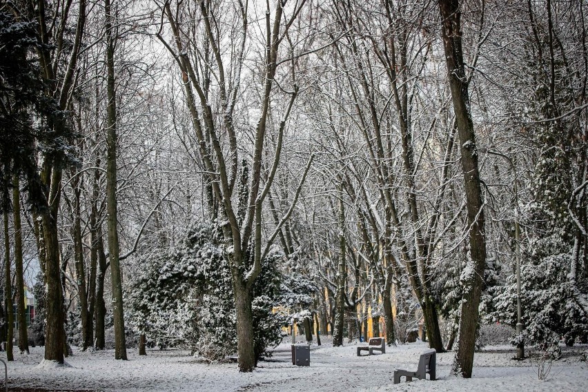 Zima opanowała Białystok. Parki, ulice i drzewa pokryły się...
