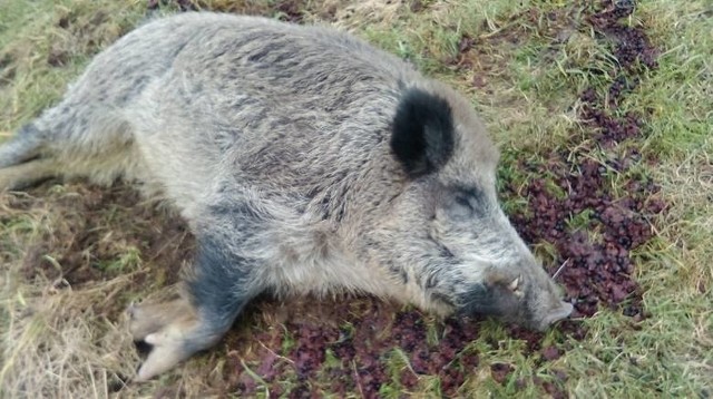 Pijany dzik trzeźwiał w zagrodzie