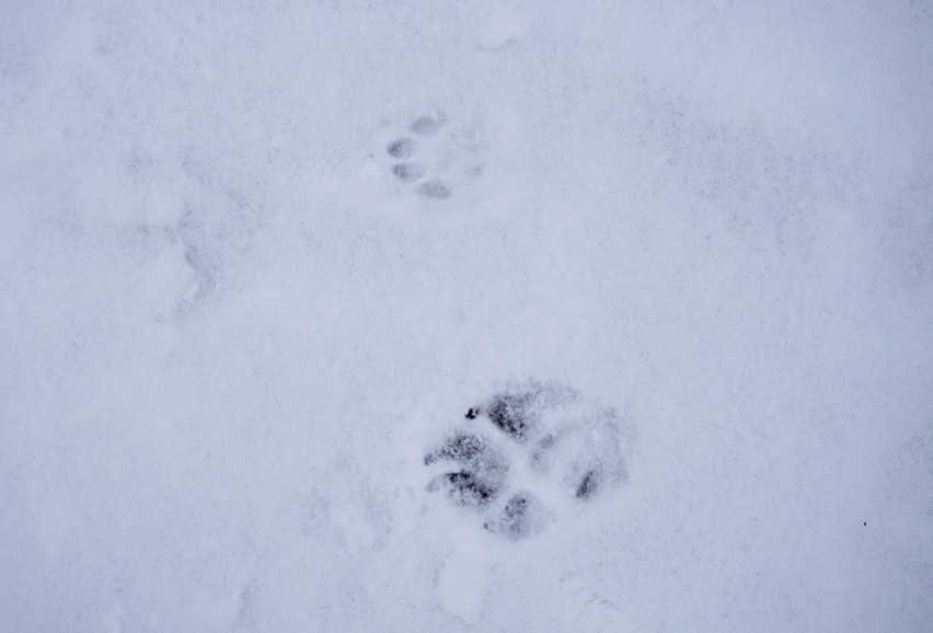 Miasto pod śnieżną kołderką! Zobacz zdjęcia z białego Lublina