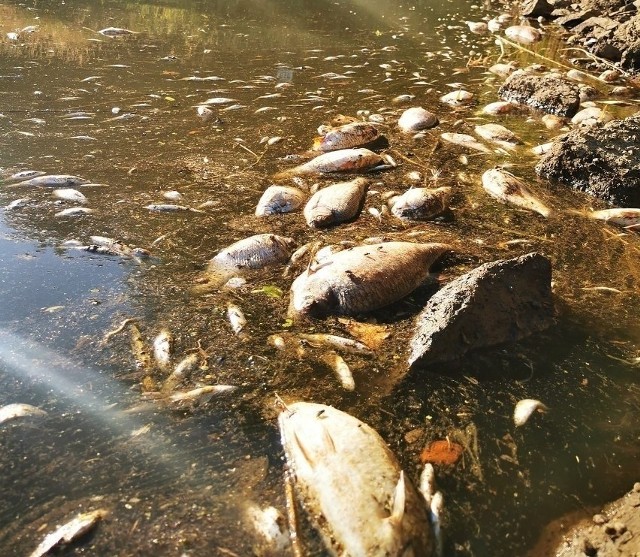 Paweł Wróbel, wójt gminy Widuchowa prosi o zniesienie zakazu korzystania z Odry.