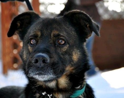 5-letni Gonzo jest jednym z wielu psów, który czeka na adopcję w schronisku w Dyminach.