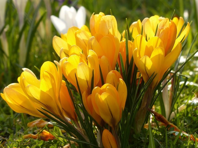 Pierwsze żółte wiosenne kwiaty pojawiają się bardzo wcześnie.