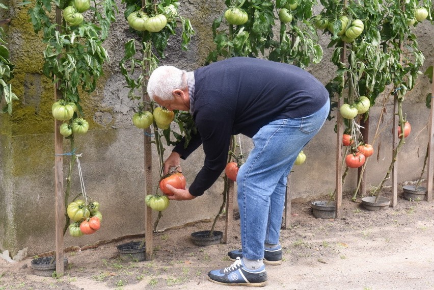 Ogromne pomidory na działce zielonogórzanina Zbigniewa...