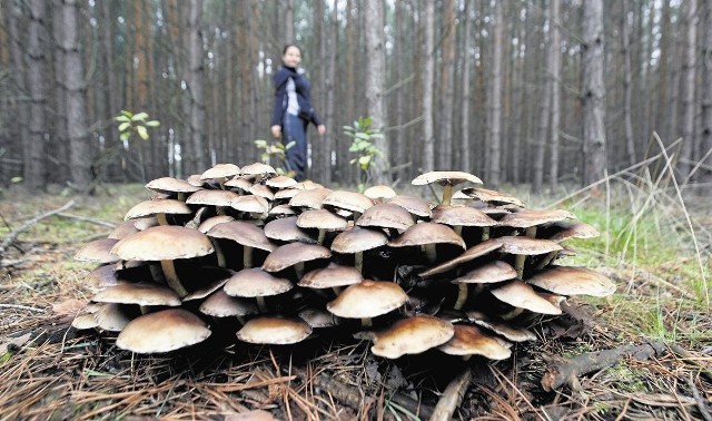 Wybierając się do lasu pamiętajmy, że niszczenie grzybów niejadalnych jest zabronione