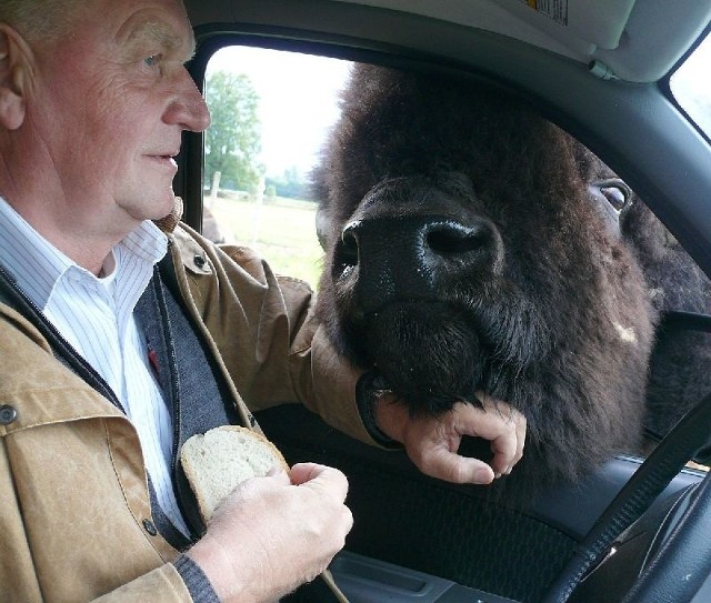 Wycieczka z Martinem Popielem na dokarmianie bizonów to hit tegorocznego sezonu w Kurozwękach. "Tipi&#8221; chętnie zagląda do środka.