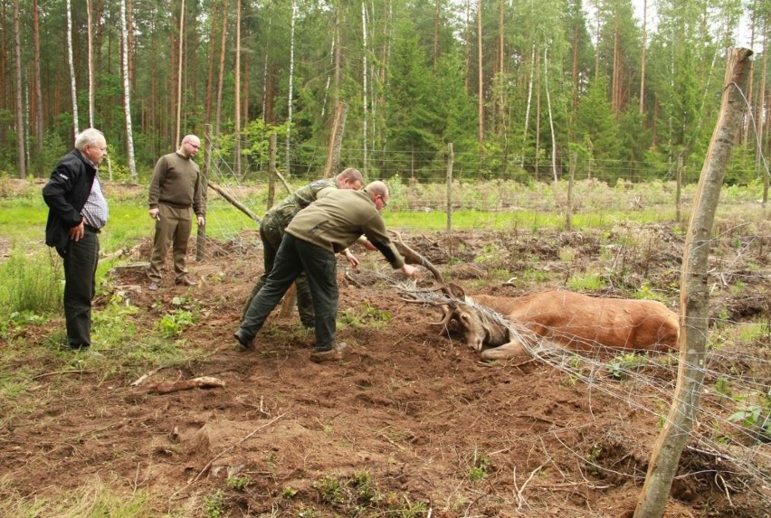 Nadleśnictwo Pomorze. Piękny jeleń uratowany (zdjęcia)