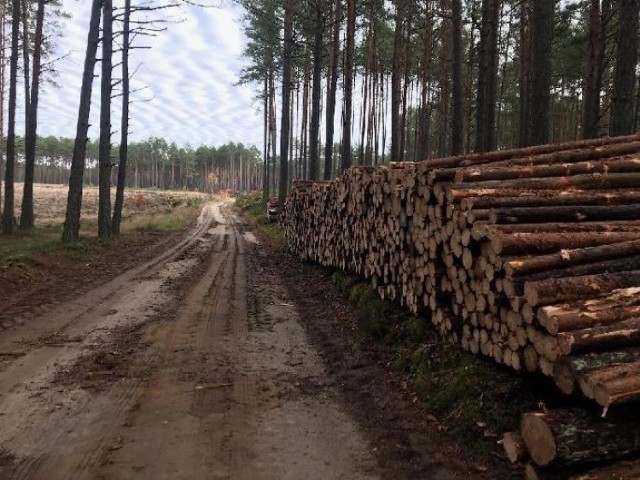 Masowa wycinka lasu w gminie Dziemiany.