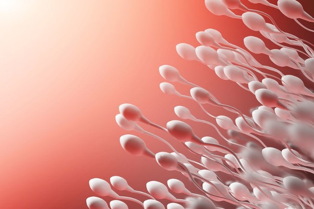 Jednym z najważniejszych składników spermy są plemniki.