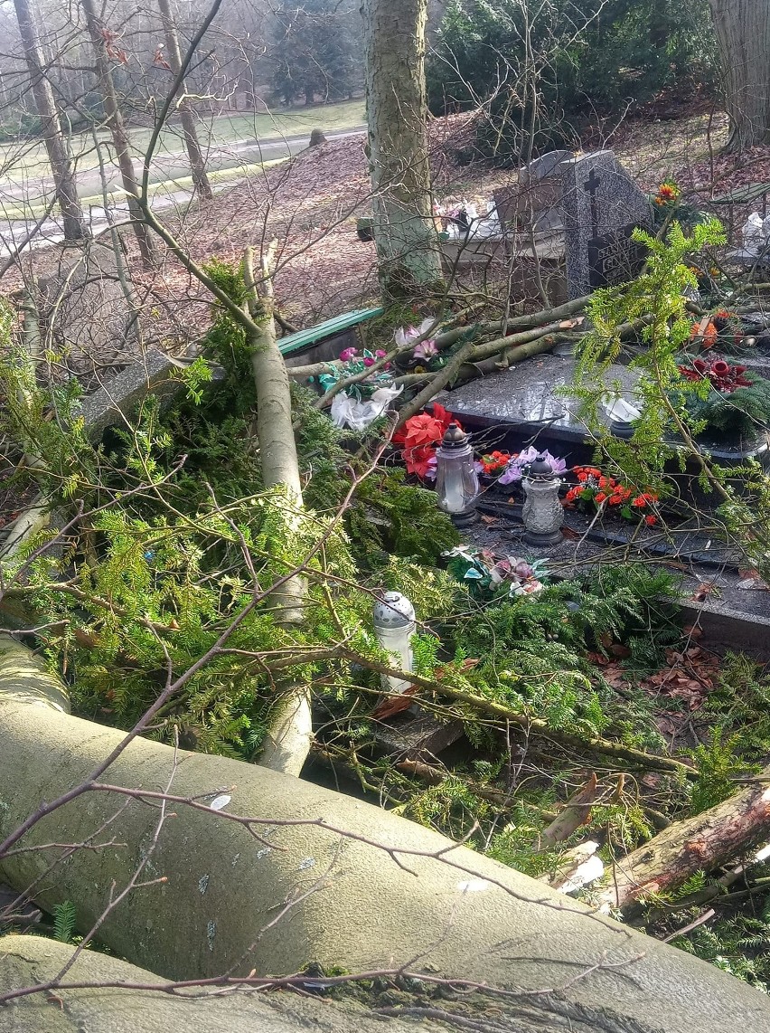 Cmentarz Centralny w Szczecinie zamknięty do odwołania przez szkody wyrządzone przez wiatr