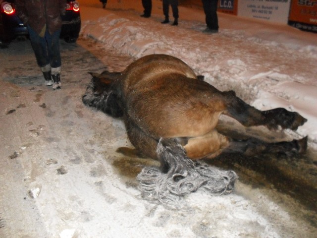 Koń padł na ul. Smorawińskiego w środę wieczorem