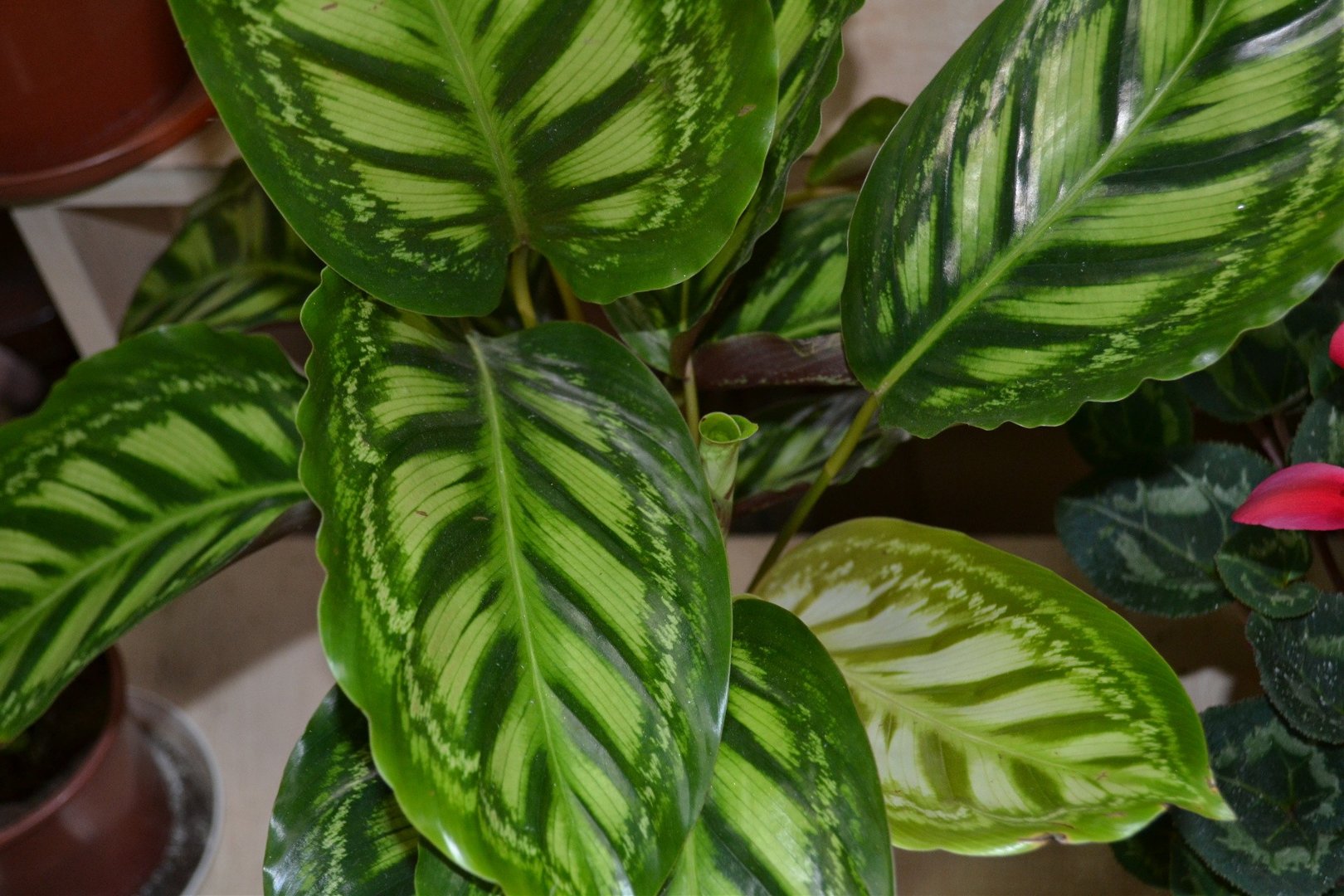 calathea freddie pflege Calathea Concinna Freddie | 13cm Pot | Pet Friendly House Plant