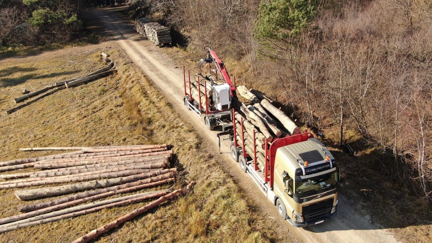 2 miliony metrów sześciennych drewna do wycinki. Taki plan pozyskania ma Regionalna Dyrekcja Lasów Państwowych w Krośnie