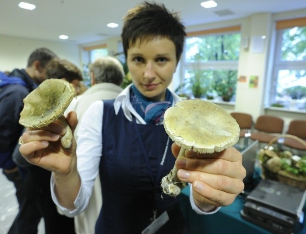 - Na grzyby trzeba uważać - mówi Katarzyna Kazek z laboratorium badań żywności i przedmiotów opolskiego sanepidu. Trzyma muchomora (po prawej) i gołąbka. To najczęściej mylone  grzyby.