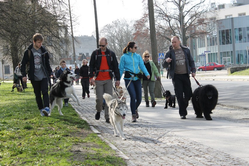 Organizatorzy nazwali swoją imprezę "Lajtowy dogtrekking",...