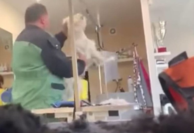 Wstrząsające nagrania psiego fryzjera w akcji obiegły internet. Jak udało się nam dowiedzieć, częstochowska policja i prokuratura odnotowały trzy zawiadomienia w tej sprawie.