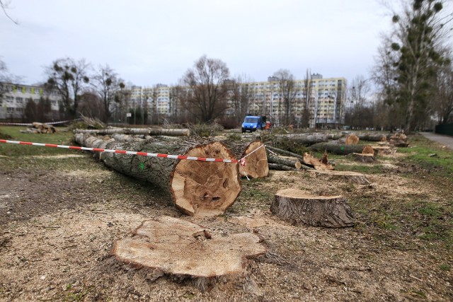 Poznańska szkoła wskazała zagrożenie dla bezpieczeństwa ludzi ze względu na łamiące się grube gałęzie, obumarcie jednego z drzew oraz niszczenie fundamentów budynku i kanalizacji.