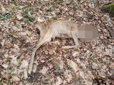 Znaleziono martwą sarnę we wrocławskim lesie. Zwierzę miało odciętą głowę! Czy to sprawka kłusowników?