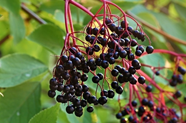 Owoce czarnego bzu są zebrane w tzw. baldachogrona, które...