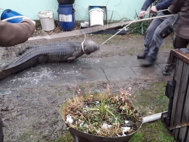 Trzymetrowy krokodyl odłowiony przez pracowników zoo w...