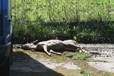 Inwazja jeleni na Łódź. Zwierzęta tropi straż miejska [ZDJĘCIA]