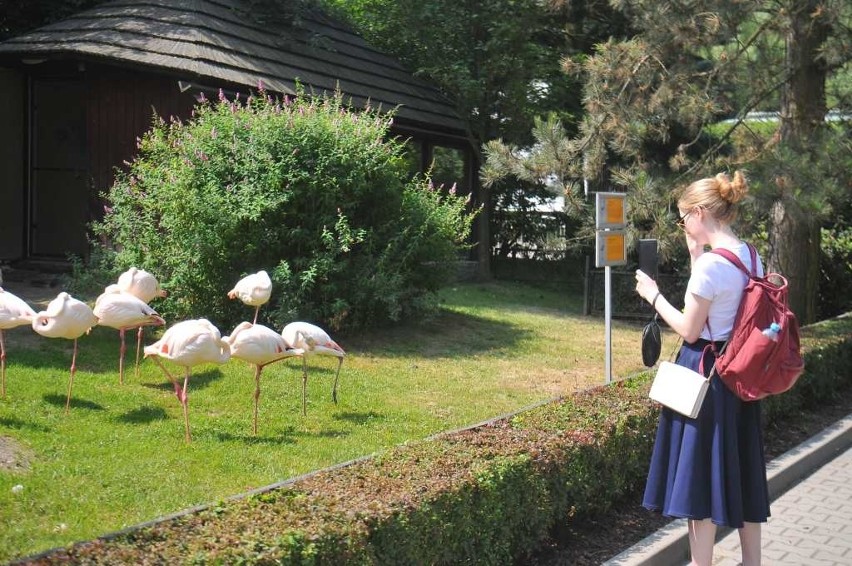 Krakowskie ZOO obchodzi dziewięćdziesiątą rocznicę powstania