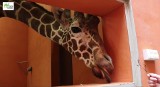 Śląski Ogród Zoologiczny ma nowego mieszkańca. To żyrafa Iroko