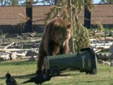 Ciekawskie niedźwiedzie zaatakowały śmietniki (wideo)