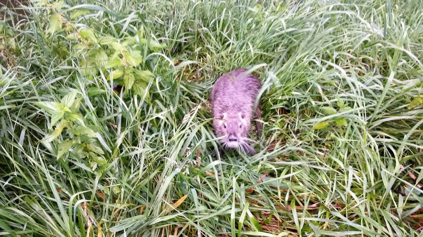 Nutrie w Rudzie w Rybniku. Gryzonie zadomowiły się w rzece