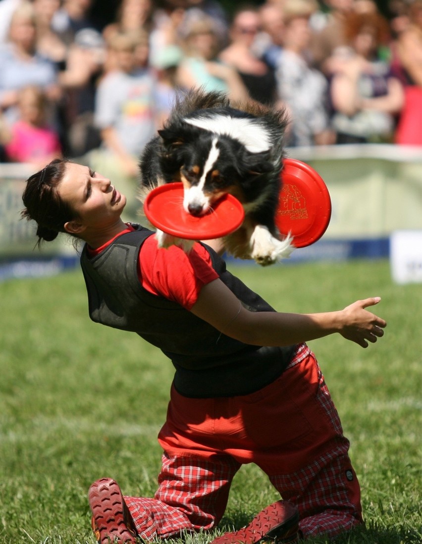 Dog Chow Disc Cup 2015 Wrocław