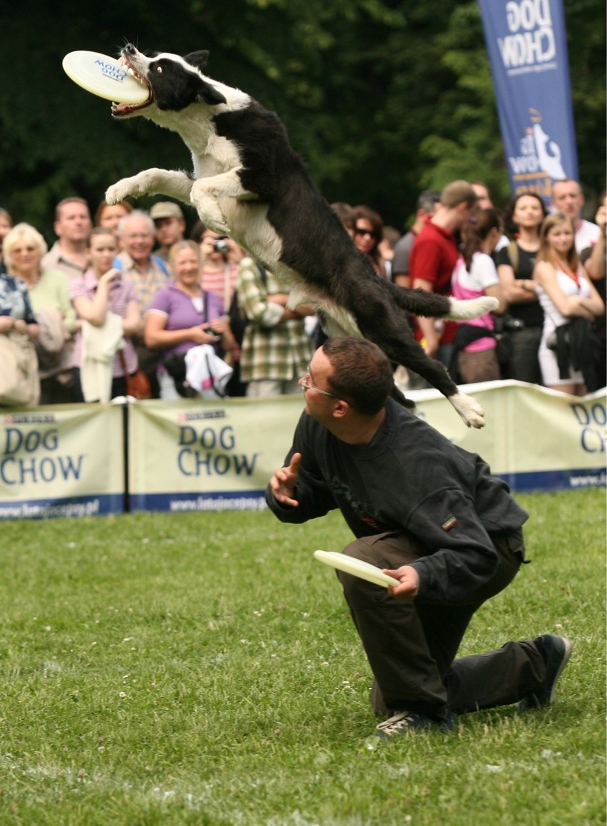 Dog Chow Disc Cup 2015 Wrocław