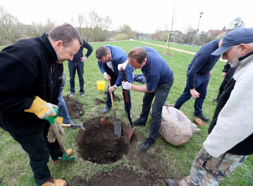 Drzewko zasadzone. W sobotę zawisną smoczki [zdjęcia, wideo]