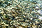 Przekształcanie rzek spowodowało w naszym kraju wyginięcie wielu ryb