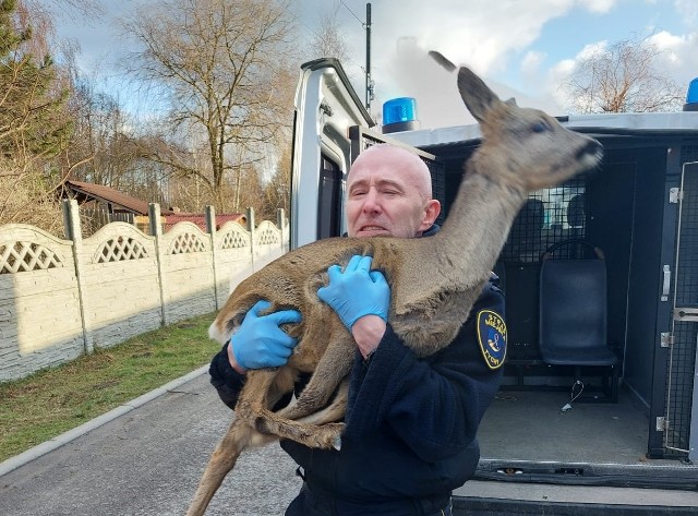 Strażnicy miejscy w Tychach uratowali sarnę. Ranne zwierzę trafiło już pod opiekę specjalistów