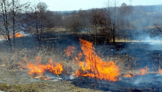 Na początku marca strażacy gasili trawy nawet 30 razy dziennie.