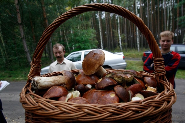 Koniec września to już najwyższy czas, by spróbować szczęścia i wrócić z koszem pełnym grzybów z dolnośląskich lasów. Tegoroczny sezon jest dosyć specyficzny, zaczęło się od sierpniowego wysypu w Sudetach, gdzie ściółka była wystarczająco wilgotna, później grzyby "zeszły" na niziny, ale wciąż brakowało ich w najbardziej popularnych dolnośląskich lokalizacjach. W końcu pojawiły się i tam. Gdzie aktualnie warto jechać na grzyby na Dolnym Śląsku? Sprawdziliśmy do dla Was na popularnych stronach i forach internetowych, zgromadziliśmy także sporo wpisów i maili od naszych Czytelników. Na tej podstawie prezentujemy Wam najbardziej aktualne "grzybowe miejscówki" na Dolnym Śląsku.ZOBACZ NAJNOWSZE GRZYBOWE LOKALIZACJE NA DOLNYM ŚLĄSKU - PRZEJDŹ DO KOLEJNYCH SLAJDÓW