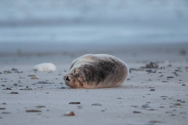 W roku 2021 martwe foki pojawiły się m.in. na plaży w Ustce, Dębinie i Orzechowie