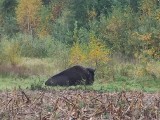 Bizon na ulicy Lubiatowskiej w Koszalinie [ZDJĘCIA]