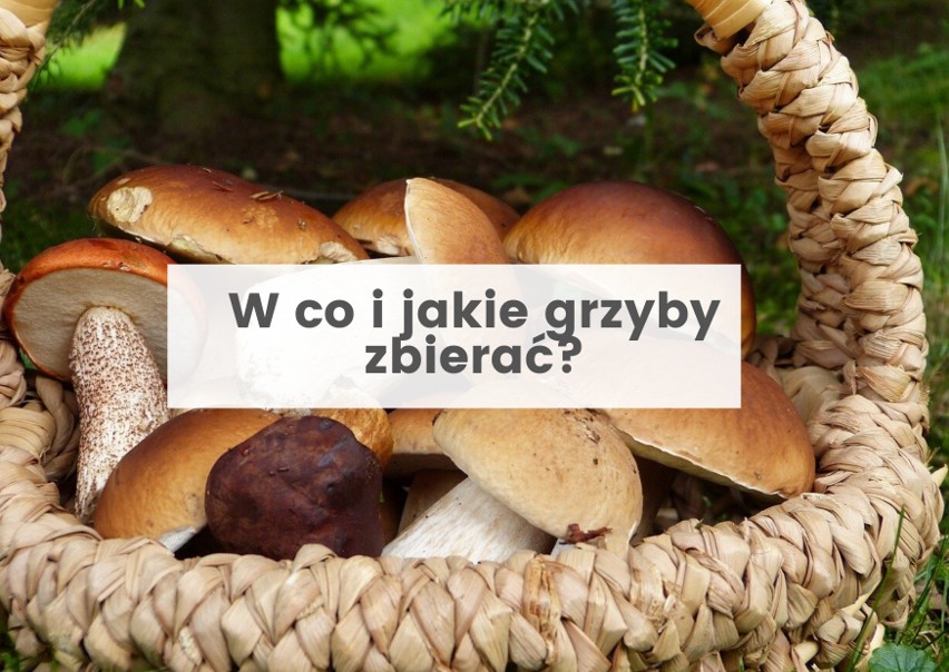 Tylko te, które znamy. Zdrowe, młode, nieuszkodzone....