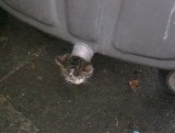 Kotek uwolniony ze śmietnika dochodzi do siebie